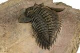 Beautiful Metacanthina Trilobite - Lghaft, Morocco #372458-5